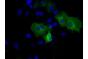 Anti-PSMC3 mouse monoclonal antibody (ABIN2453532) immunofluorescent staining of COS7 cells transiently transfected by pCMV6-ENTRY PSMC3 (RC201790). (PSMC3 抗体)