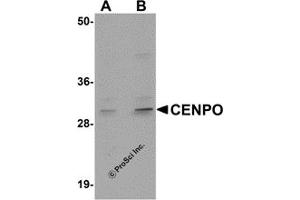 Western Blotting (WB) image for anti-Centromere Protein O (CENPO) (Middle Region) antibody (ABIN1030905)