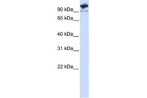 PCDHA6 antibody used at 1 ug/ml to detect target protein. (PCDHA6 抗体  (C-Term))