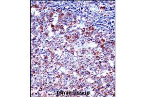 SPN/CD43 Antibody (Center) ((ABIN658006 and ABIN2846949))immunohistochemistry analysis in formalin fixed and paraffin embedded human tonsil tissue followed by peroxidase conjugation of the secondary antibody and DAB staining. (CD43 抗体  (AA 230-257))