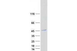 Western Blotting (WB) image for WD Repeat Domain 73 (WDR73) protein (Myc-DYKDDDDK Tag) (ABIN2735532)