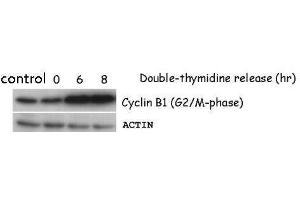 WB Image Sample (50 ug of HeLa whole cell lysate) antibody diluted at 1:5000 (Cyclin B1 抗体)