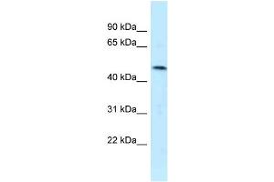 WB Suggested Anti-SQRDL Antibody Titration: 1. (SQRDL 抗体  (Middle Region))