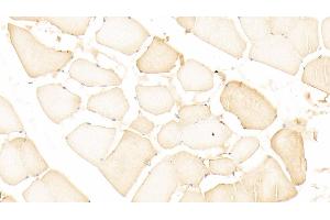 Immunohistochemistry (IHC) image for anti-Glutathione S-Transferase alpha 4 (GSTA4) (AA 3-222) antibody (ABIN7432334)