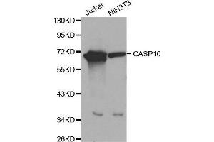 Western blot analysis of extracts of Jurkat and NIH3T3 cells, using CASP10 antibody. (Caspase 10 抗体  (AA 220-521))