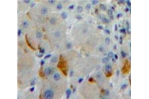 IHC-P analysis of Liver tissue, with DAB staining. (Protocadherin 1 抗体  (AA 575-812))