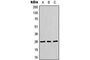Western blot analysis of HES6 expression in HepG2 (A), HeLa (B), MCF7 (C) whole cell lysates. (HES6 抗体  (N-Term))