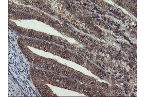 Image no. 2 for anti-Crystallin, Zeta, Homolog antibody (ABIN1497658) (CRYZL1 抗体)