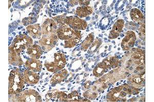 Image no. 1 for anti-Betaine--Homocysteine S-Methyltransferase (BHMT) (AA 327-376) antibody (ABIN320646) (BHMT 抗体  (AA 327-376))