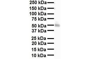 WB Suggested Anti-NRF1 antibody Titration: 1 ug/mL Sample Type: Human heart (NRF1 抗体  (Middle Region))