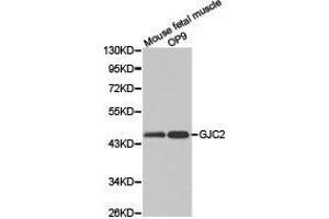 Western Blotting (WB) image for anti-Gap Junction Protein, gamma 2, 47kDa (GJC2) antibody (ABIN1872825) (GJC2 抗体)