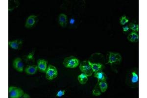 Immunofluorescence (IF) image for anti-Solute Carrier Family 38, Member 2 (SLC38A2) (AA 1-76) antibody (ABIN7169964)