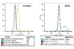 FACS analysis of VEGFR-2/KDR expression in HUVECs (left) and EPCs derived from PBMcs (right) using anti-VEGFR-2 (human), mAb (EIC)  at 5μg/ml and a PE goat anti-mouse IgG  at 5μg/ml. (VEGFR2/CD309 抗体)