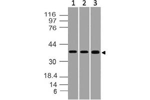 Image no. 1 for anti-Serine/threonine Kinase Receptor Associated Protein (STRAP) (AA 100-330) antibody (ABIN5027552) (STRAP 抗体  (AA 100-330))