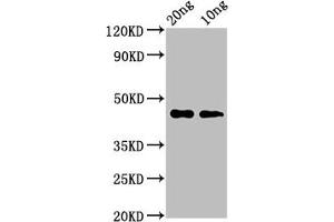 Western Blot Positive WB detected in Recombinant protein All lanes: cas3 antibody at 3. (Cas3 (AA 120-226) 抗体)