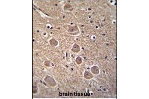 TP53INP1 Antibody (N-term) (ABIN655688 and ABIN2845147) immunohistochemistry analysis in formalin fixed and paraffin embedded human brain tissue followed by peroxidase conjugation of the secondary antibody and DAB staining. (TP53INP1 抗体  (N-Term))
