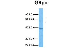 Host:  Rabbit  Target Name:  G6pc  Sample Tissue:  Mouse Lung  Antibody Dilution:  1. (G6PC 抗体  (N-Term))