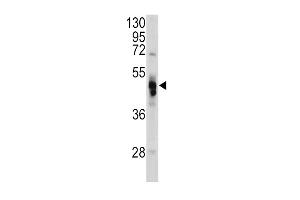 Western blot analysis of GLA antibody (N-term) (ABIN390687 and ABIN2840977) in Hela cell line lysates (35 μg/lane).