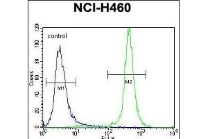 GABRA4 Antibody (Center) (ABIN656594 and ABIN2845855) flow cytometric analysis of NCI- cells (right histogram) compared to a negative control cell (left histogram).
