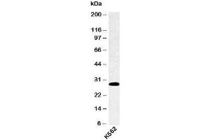 Western blot testing of human samples with SPIB antibody at 4ug/ml. (SPIB 抗体  (C-Term))