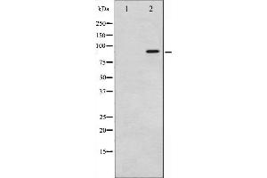 Western blot analysis of p95/NBS1 phosphorylation expression in Jurkat whole cell lysates,The lane on the left is treated with the antigen-specific peptide. (Nibrin 抗体  (pSer343))