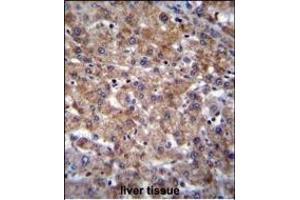PLEKHA4 Antibody (N-term) (ABIN655718 and ABIN2845168) immunohistochemistry analysis in formalin fixed and paraffin embedded human liver tissue followed by peroxidase conjugation of the secondary antibody and DAB staining.