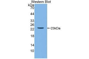 Figure. (Apolipoprotein M 抗体  (AA 23-188))