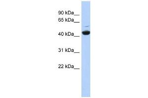 ATP6V1C1 antibody used at 1 ug/ml to detect target protein.
