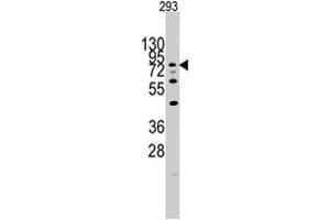Western blot analysis of DYRK1A polyclonal antibody  in 293 cell line lysates (35 ug/lane). (DYRK1A 抗体  (N-Term))