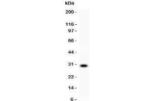 Western blot testing of CD8 antibody and recombinant human protein (0. (CD8 抗体  (AA 22-187))