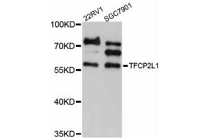 Western blot analysis of extracts of various cell lines, using TFCP2L1 antibody (ABIN5999030) at 1/1000 dilution. (TFCP2L1 抗体)