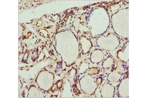 Immunohistochemistry of paraffin-embedded human thyroid tissue using ABIN7168663 at dilution of 1:100 (SCRN2 抗体  (AA 176-425))