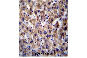 Immunohistochemistry (Paraffin-embedded Sections) (IHC (p)) image for anti-ATP Synthase, H+ Transporting, Mitochondrial F0 Complex, Subunit F6 (ATP5J) (AA 28-56) antibody (ABIN656390)