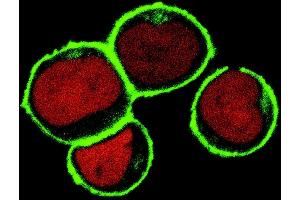 Confocal microscopy Subcellular localization of NTAL by confocal microscopy in THP-1 human acute monocytic leukemia cell line. (LAT2 抗体  (Cytoplasmic Domain))