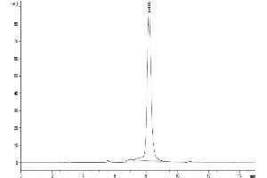 The purity of Cynomolgus 4-1BB Ligand is greater than 95 % as determined by SEC-HPLC.