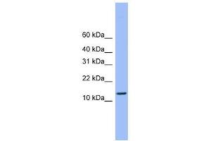 ATP5H antibody used at 0. (ATP5H 抗体  (C-Term))