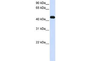 WB Suggested Anti-MKRN2 Antibody Titration:  0. (MKRN2 抗体  (C-Term))