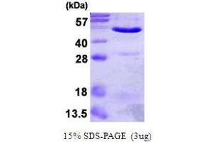 Annexin A7 (ANXA7) (AA 1-466) protein (His tag)