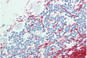 ABIN302137 (5µg/ml) staining of paraffin embedded Human Cerebellum. (GCH1 抗体  (Internal Region))