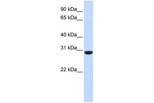 RCAN1 antibody  (Middle Region)