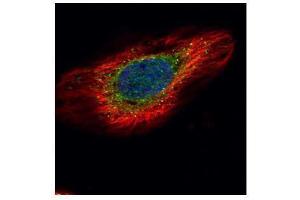ICC/IF Image Confocal immunofluorescence analysis (Olympus FV10i) of methanol-fixed HeLa, using ERP29, antibody (Green) at 1:500 dilution. (ERP29 抗体)