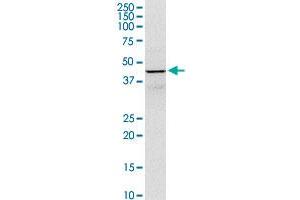 GOT1 MaxPab rabbit polyclonal antibody. (GOT1 抗体  (AA 1-413))