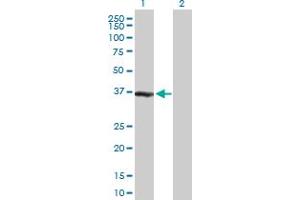 Western Blot analysis of ZWINT expression in transfected 293T cell line by ZWINT MaxPab polyclonal antibody. (ZWINT 抗体  (AA 1-277))