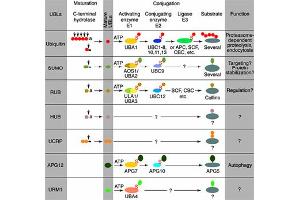 Conjugation pathways for ubiquitin and ubiquitin-like modifiers (UBLs). (ISG15 抗体)