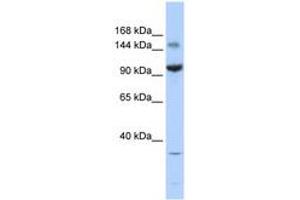 Image no. 1 for anti-Zinc Finger and BTB Domain Containing 40 (ZBTB40) (AA 1115-1164) antibody (ABIN6740377) (ZBTB40 抗体  (AA 1115-1164))