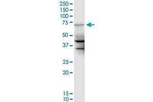 MGC42638 monoclonal antibody (M01), clone 2F7. (UBE2DNL 抗体  (AA 1-75))