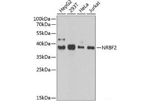 Western blot analysis of extracts of various cell lines using NRBF2 Polyclonal Antibody at dilution of 1:1000. (NRBF2 抗体)