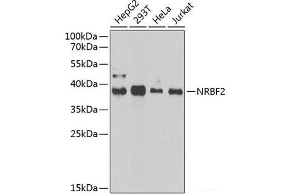 NRBF2 Antikörper