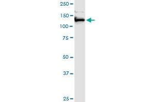 Western Blotting (WB) image for anti-Extended Synaptotagmin-Like Protein 1 (ESYT1) (AA 1-1104) antibody (ABIN525103)