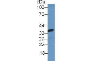 Detection of CX37 in Rat Heart lysate using Polyclonal Antibody to Connexin 37 (CX37) (GJA4 抗体  (AA 79-328))